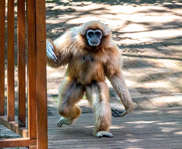 Lar Gibbon at Monkeyland Plettenberg Bay