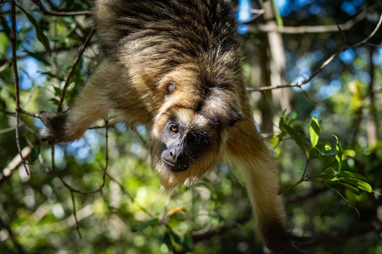 Howler monkey hanging upside down 