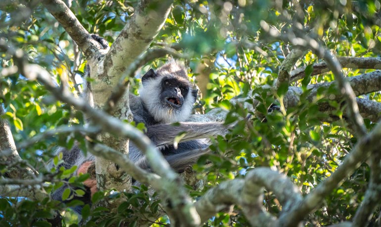 Hanuman Langur at Monkeyland Plettenberg Bay