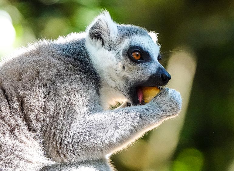 ringtail lemur at monkeyland plettenberg bay