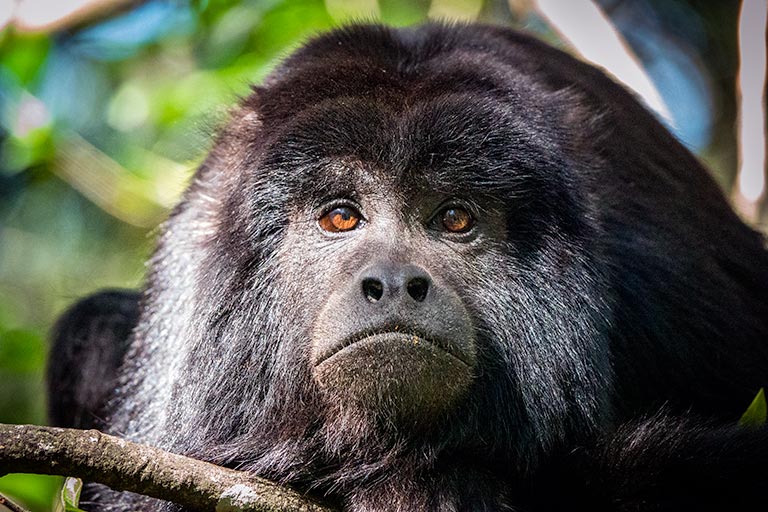 Black Howler Monkey at Monkeyland Plettenberg Bay