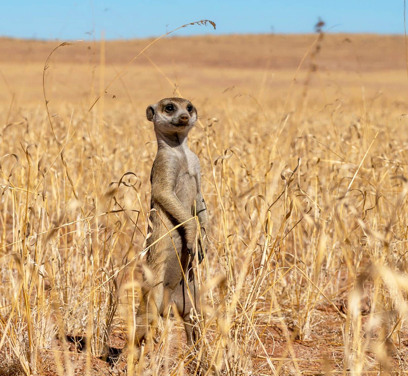 Meerkat-sitting-up-in-grass