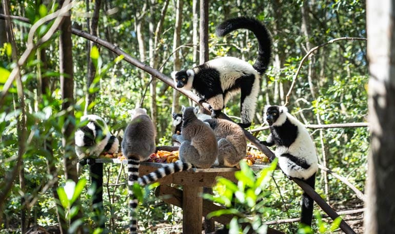 Lemurs feeding at the fruit station at monkeyland