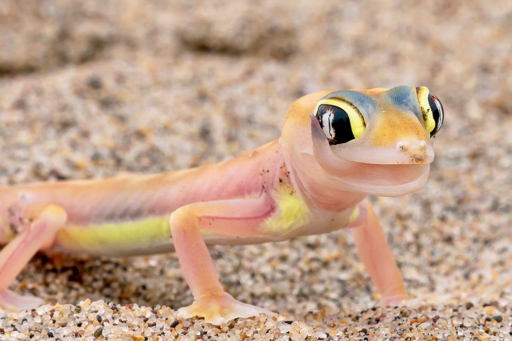 multi-coloured translucent small lizard stands in the sand