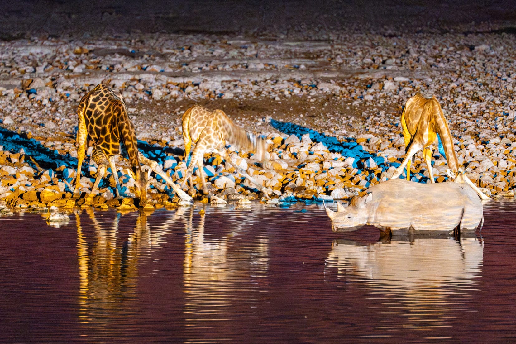 night-time shot at waterhole of giraffe and rhino with no de-noising of the image