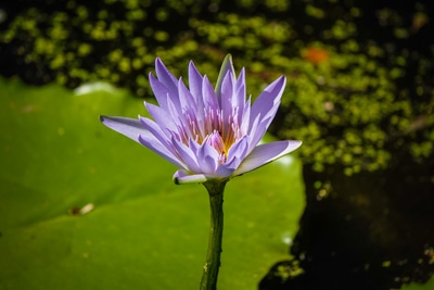 lily flower in pond at Monkeyland Plettenberg Bay
