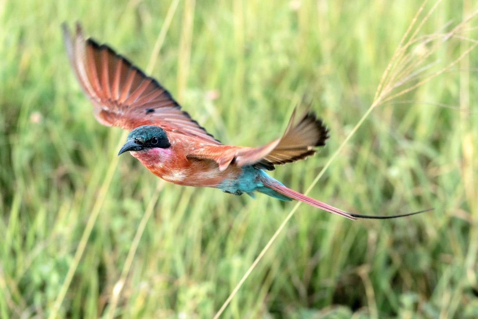 A Southern-Carmine-Bee-eater bird flies over a field and close to the camera