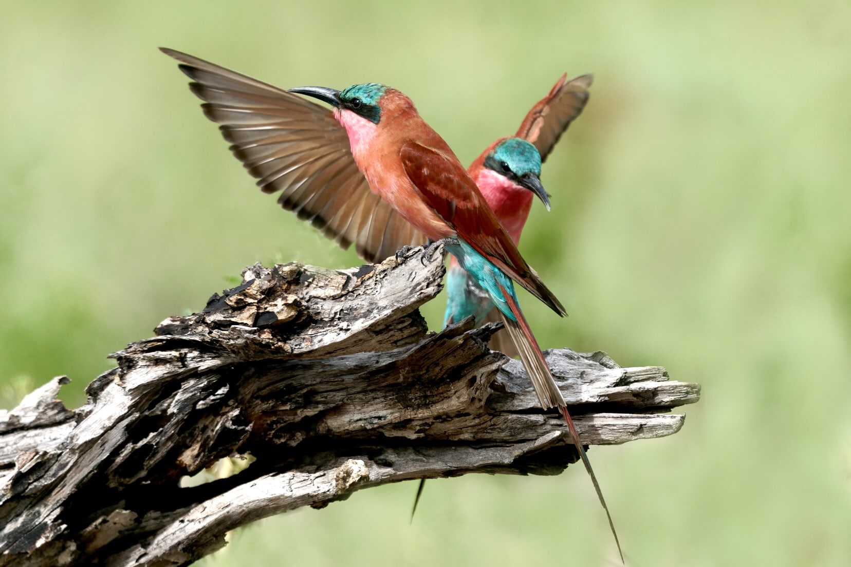 two beautiful small orange and blue birds stand on a log