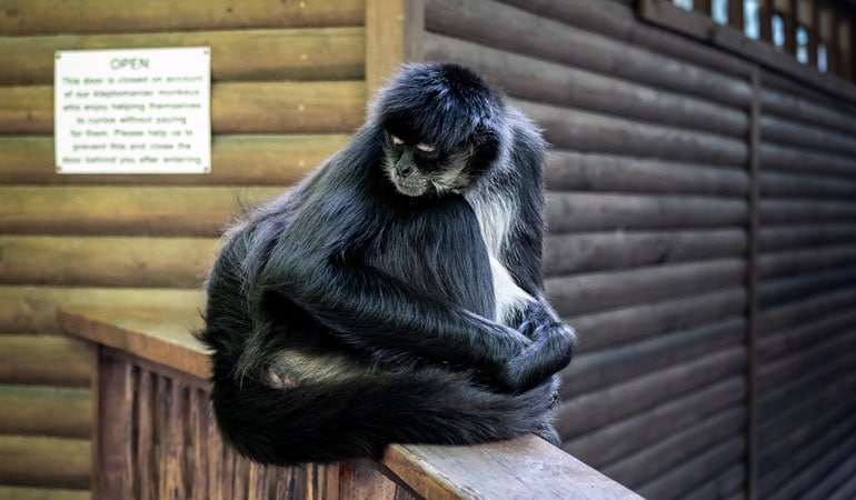 Spider Monkey at Monkeyland Plettenberg Bay