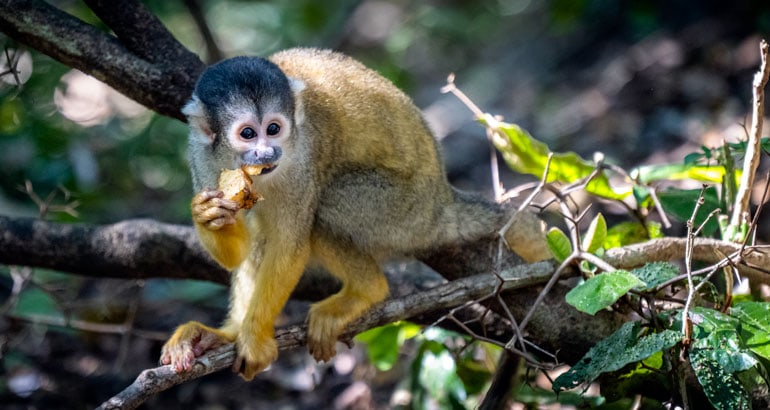 Squirrel Monkey at Monkeyland Plettenberg Bay