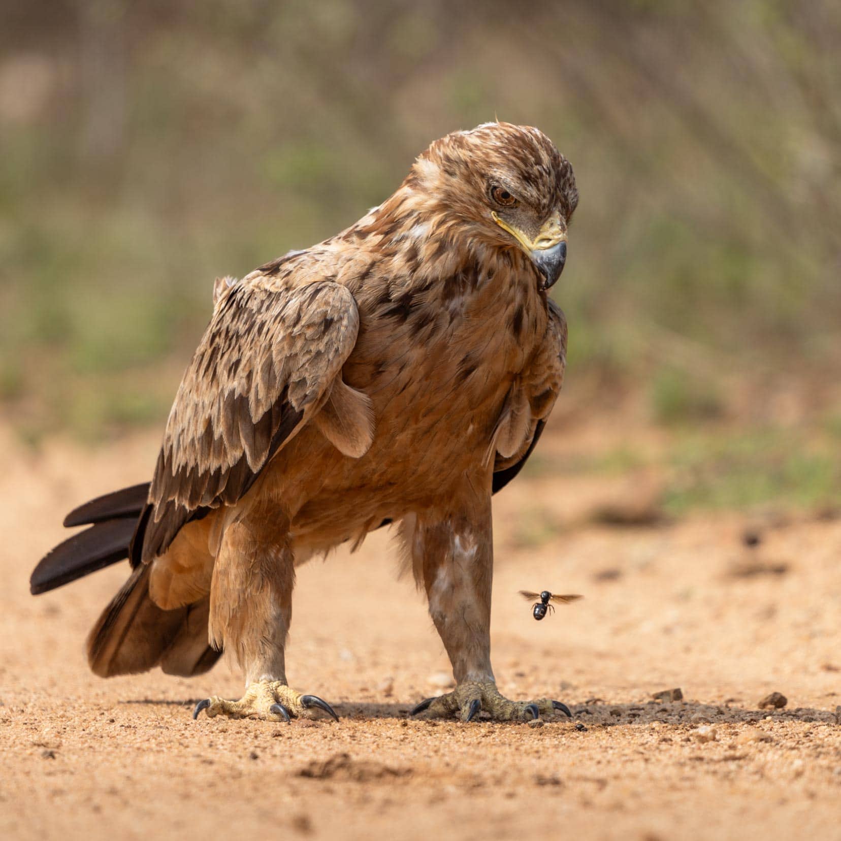 Tawny-Eagle-looking-at-a wasp