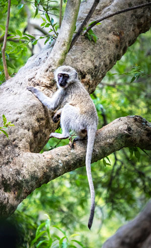vervet monkey in tree 