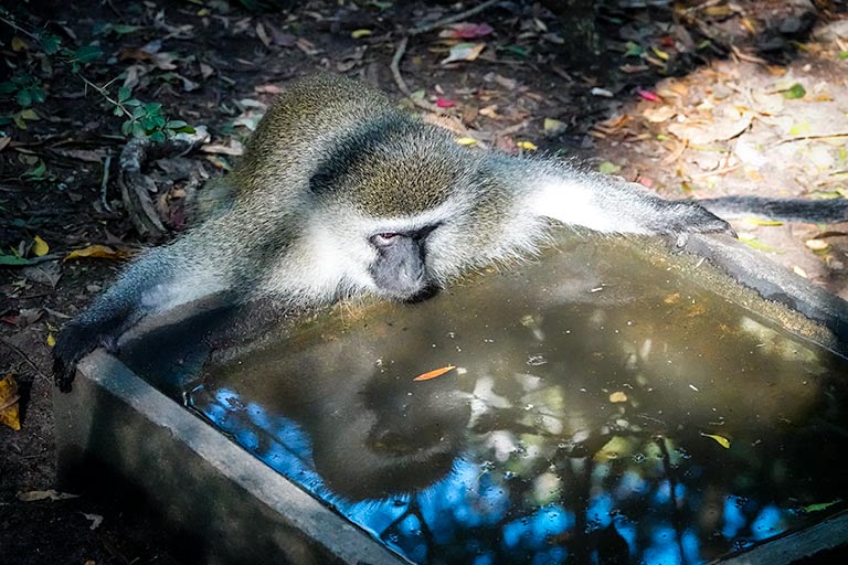 Vervet monkey looking in a tank of water at its reflection Monkeyland Plettenberg Bay