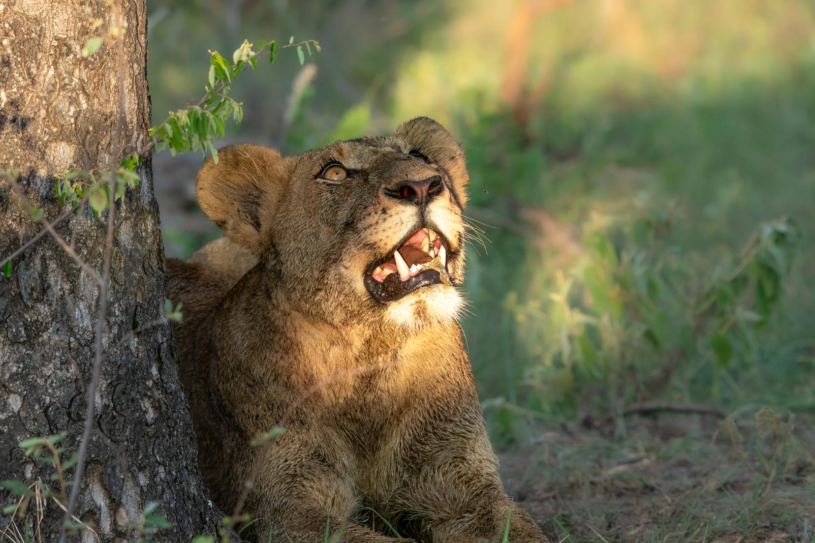 adolescent-lion-looking-upwards