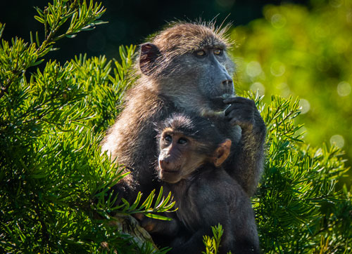 Mum and baby baboon having a cuddle