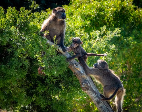 three baboons on a tree