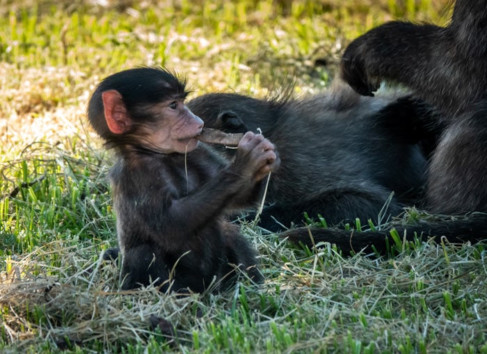 Baby baboon chewing a twig