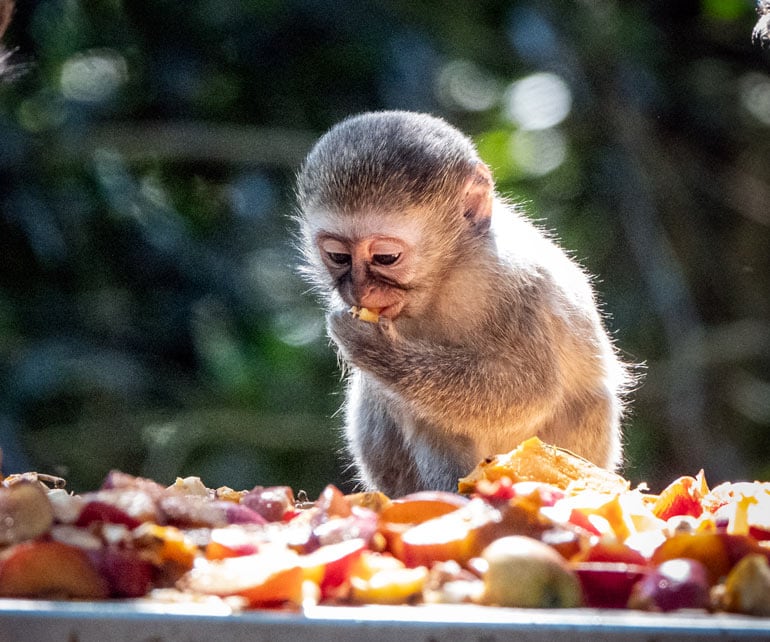 Baby Vervet monkey eating fruit