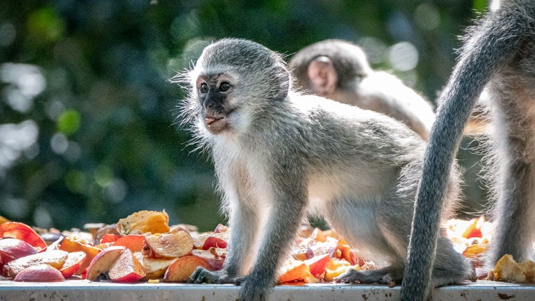 baby vervet monkey at Monkeyland Plettenberg Bay