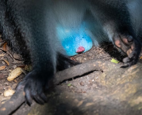 blue testicles of vervet monkey
