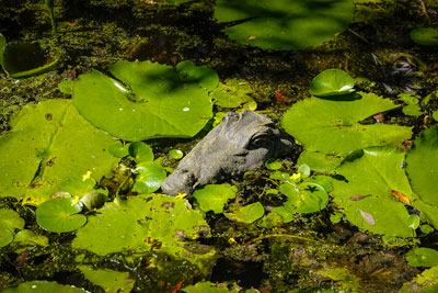 croc head in pond