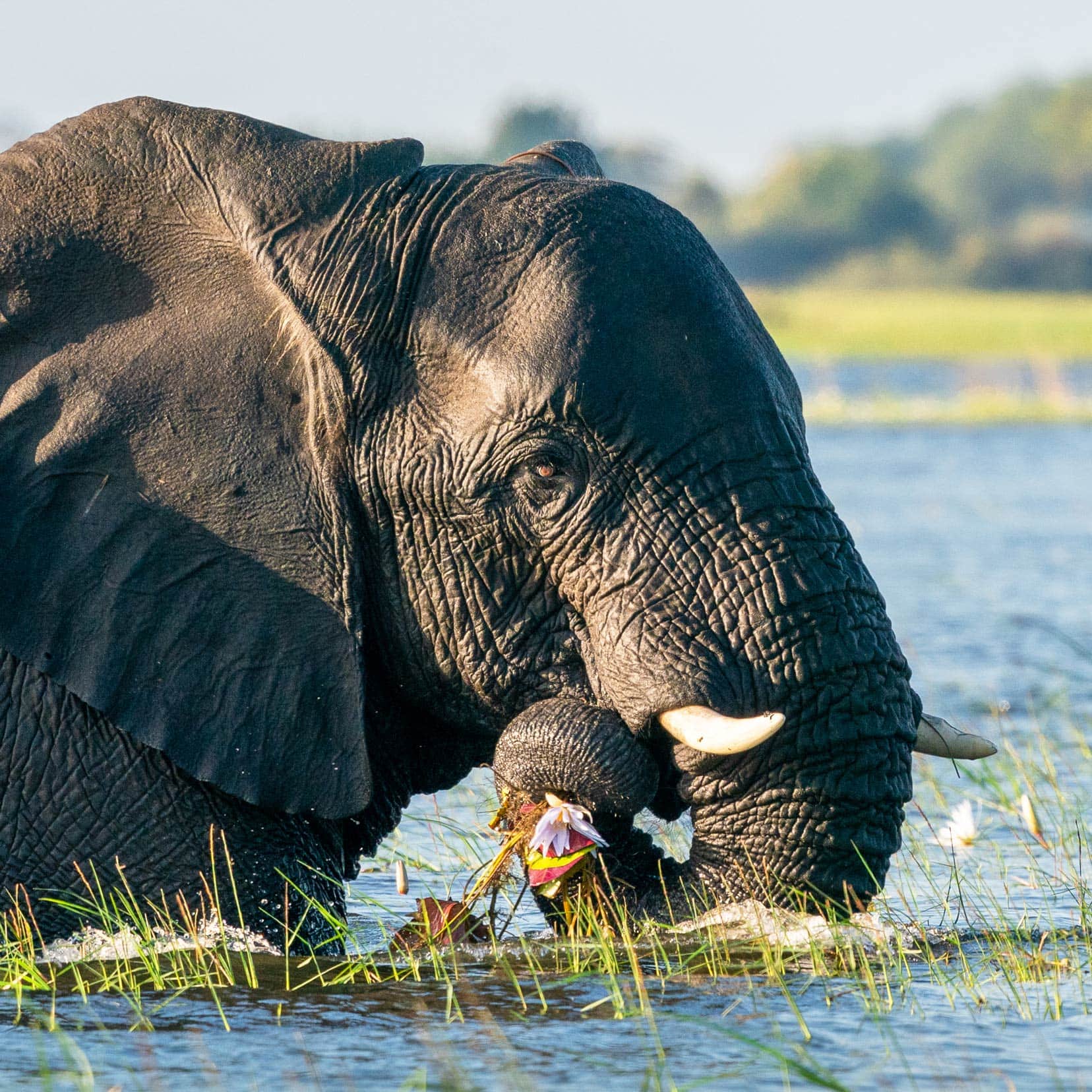 elephant-in-water-chewing-on-a-lily