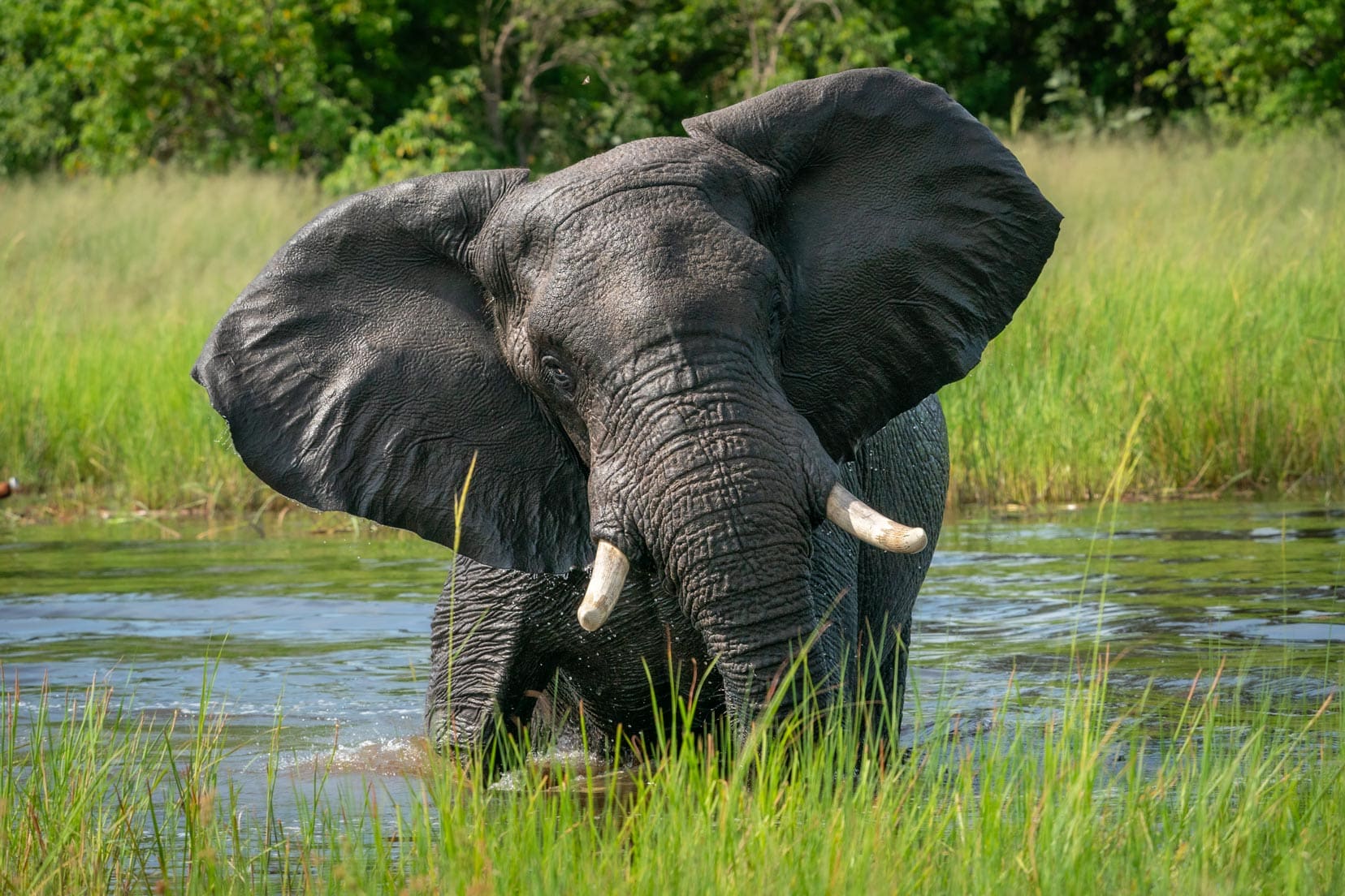 elephant-with-turned-head-coming-out-of-water