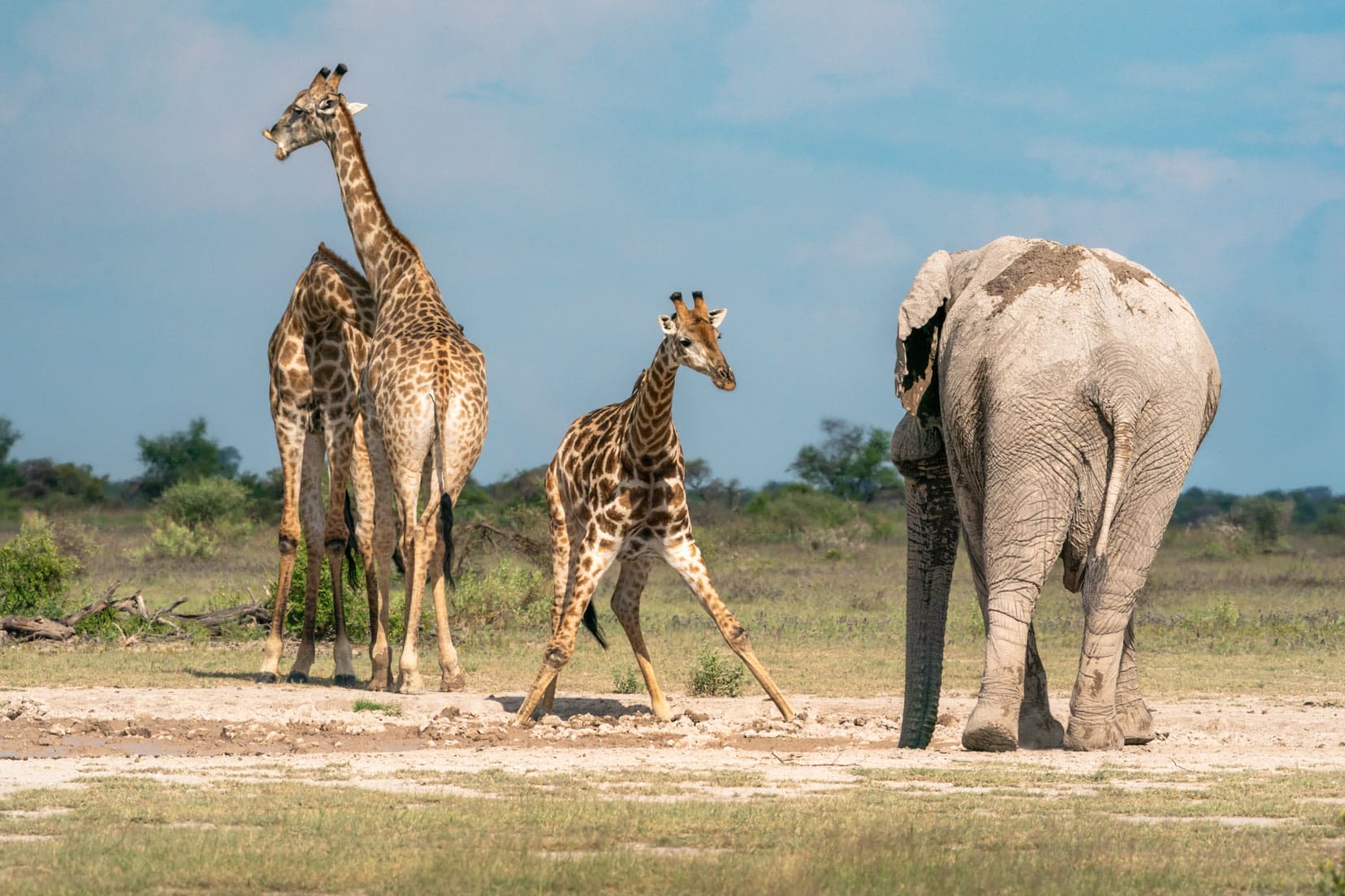 giraffe-and-elephant-at-waterhole