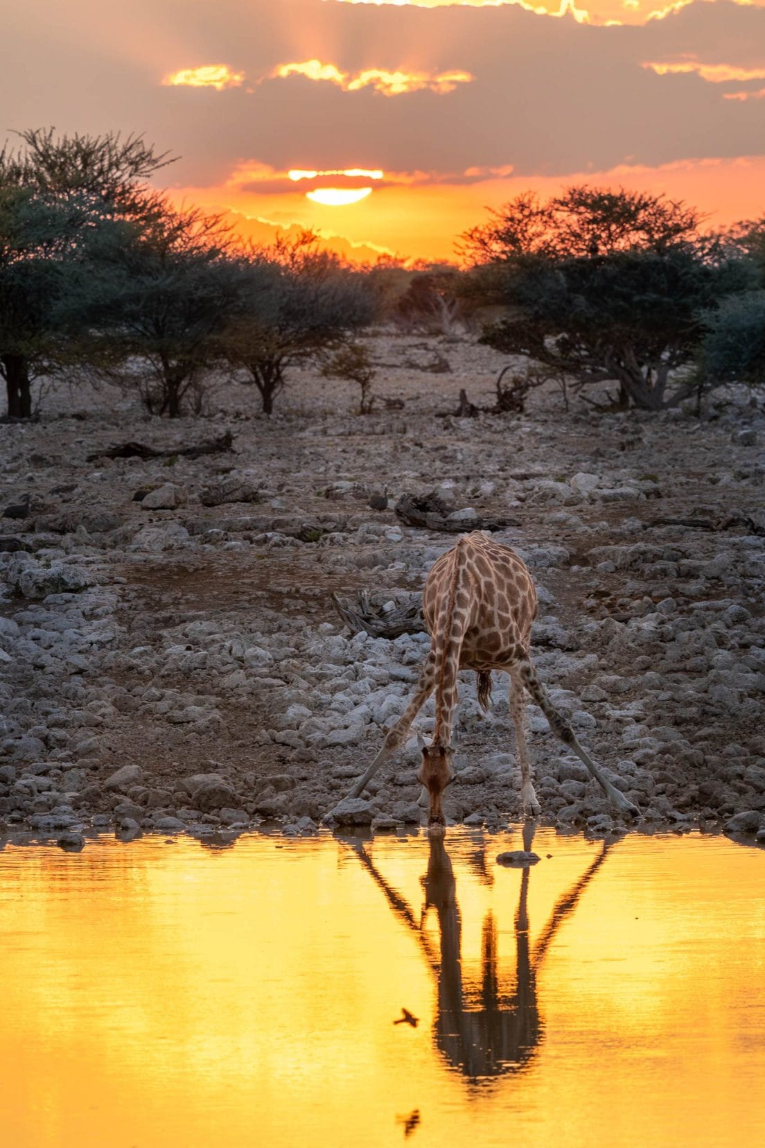 giraffe drinking at a waterhole with the setting sun behind