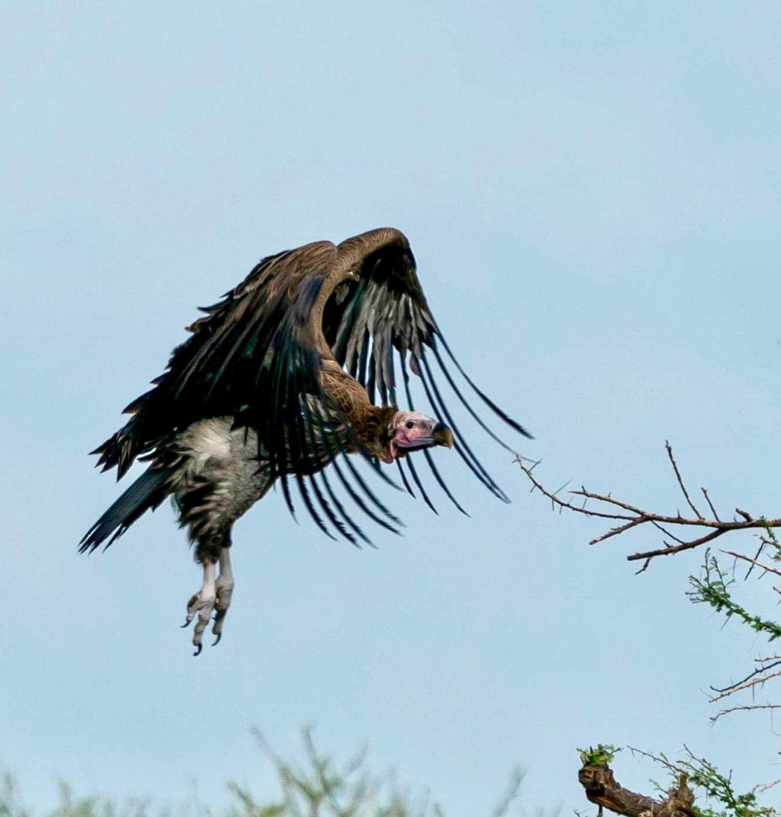 hooded-vulture-with-wings-out