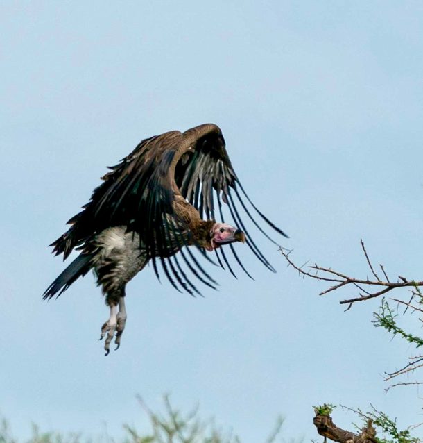 Our Essential Safari Photography Tips for Amazing Photos