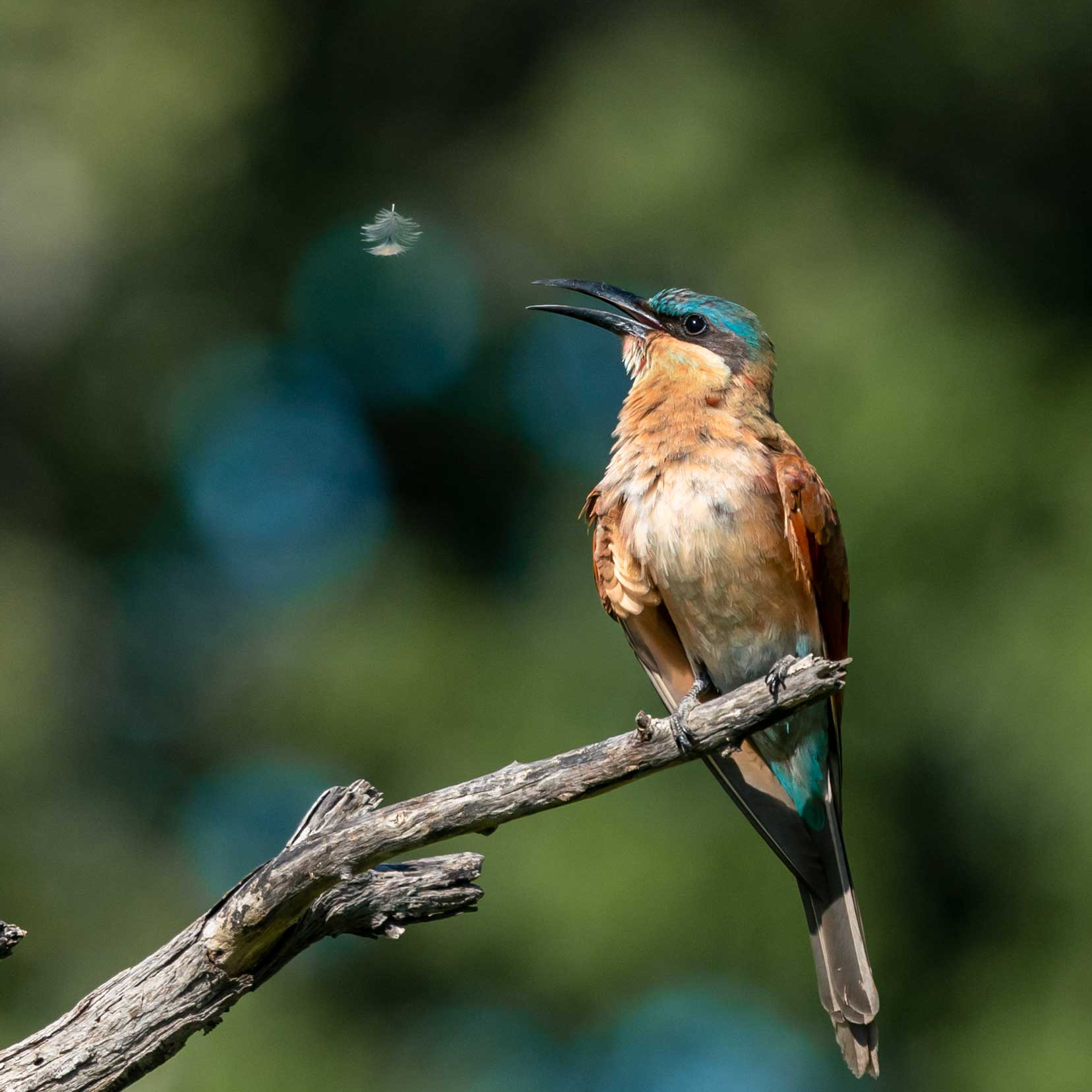 juvenile-carmine-bee-eater-with-feather