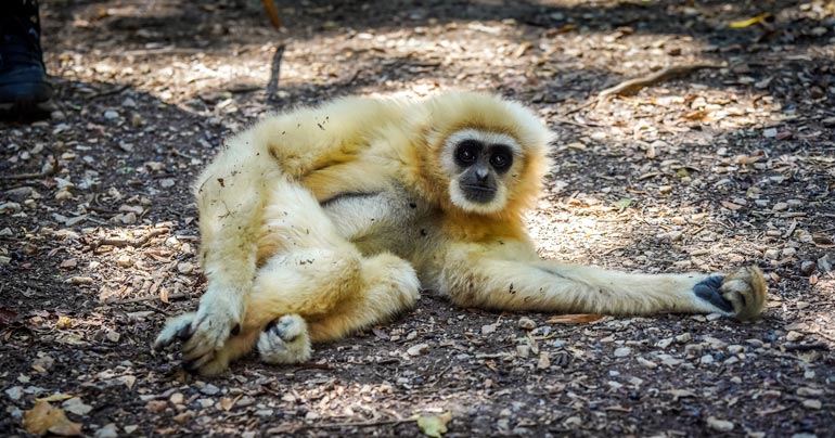 gibbon lying on the ground