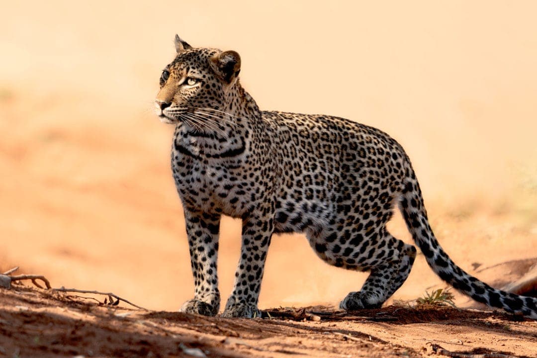 leopard-in-sun-Kruger