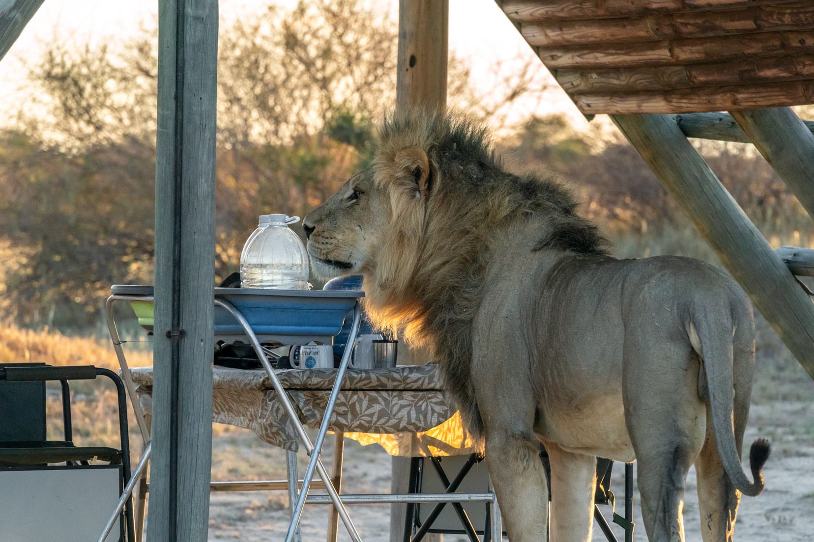 lion smelling camping gear in the desert