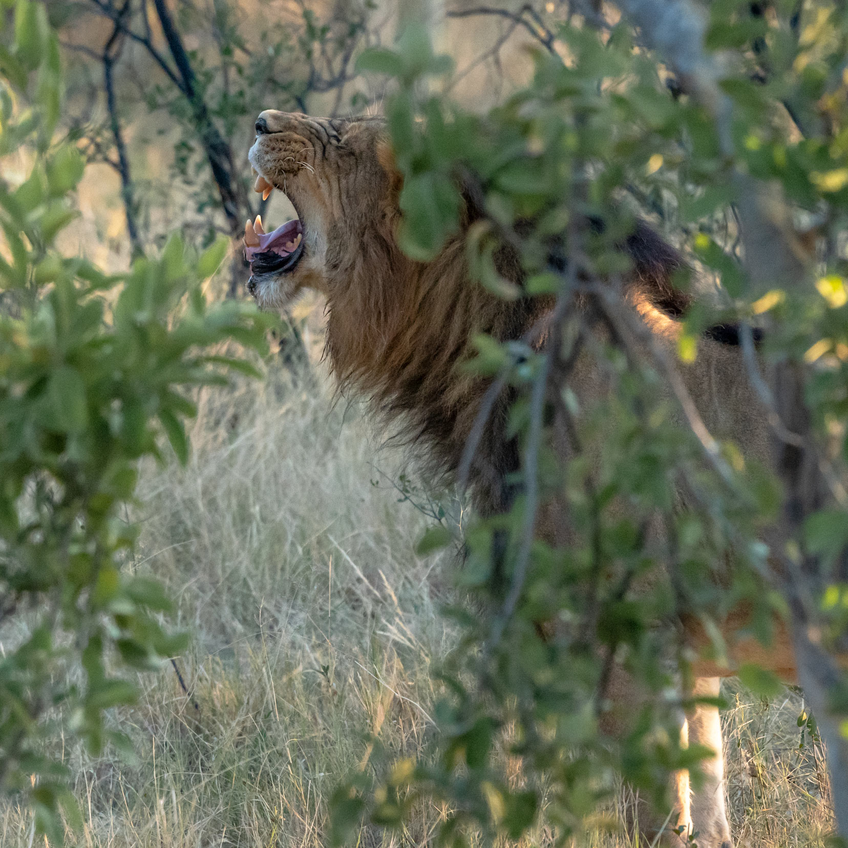 lion-sniffing-the-air in the bush