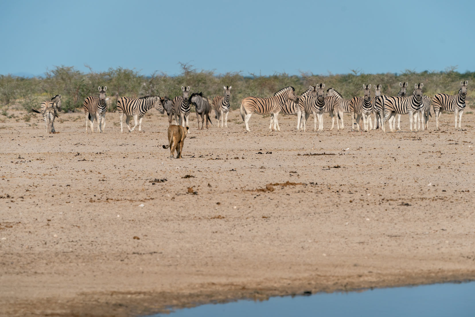 lion-walking-towards-zebra-at-waterhole