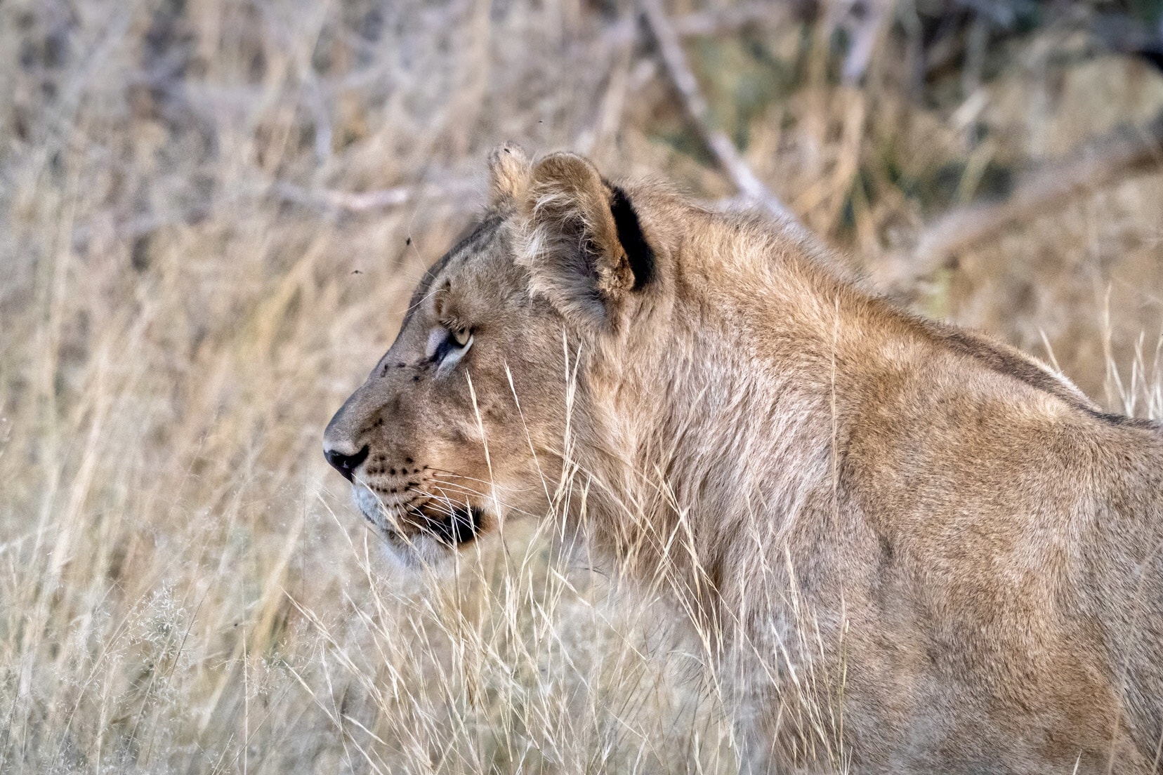 lioness_focussing with intent in the grass
