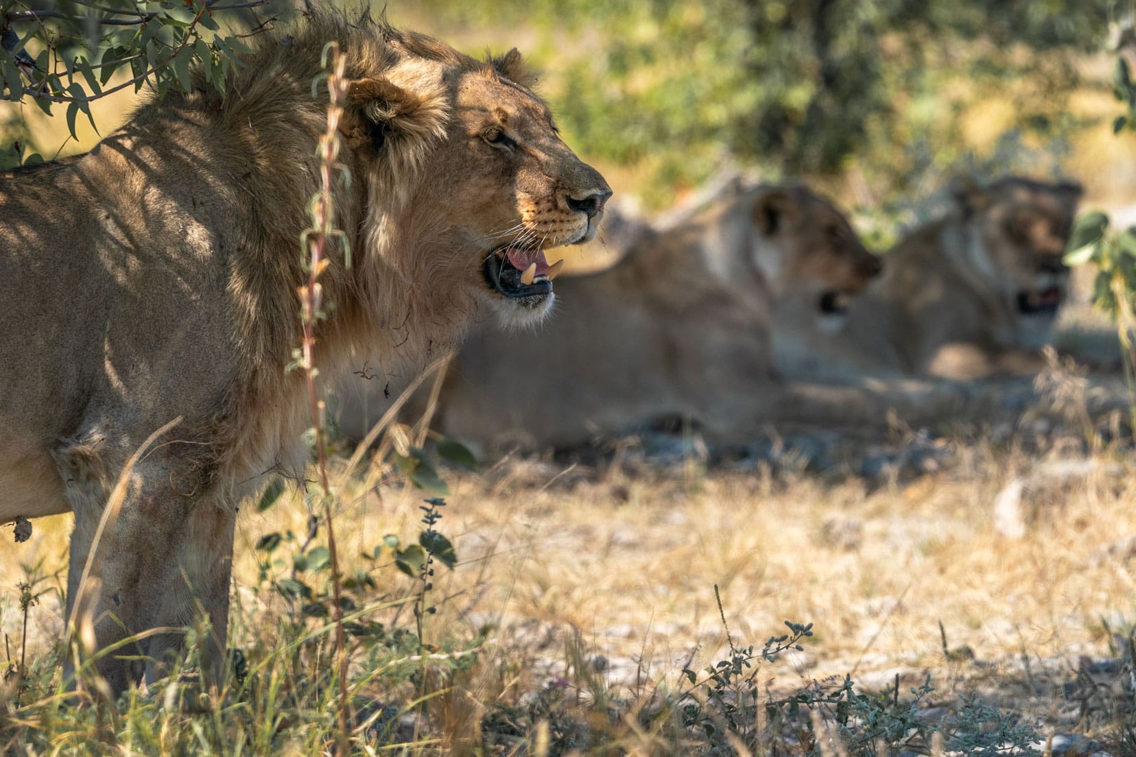 lions-in-the-bushes_safari photography tips