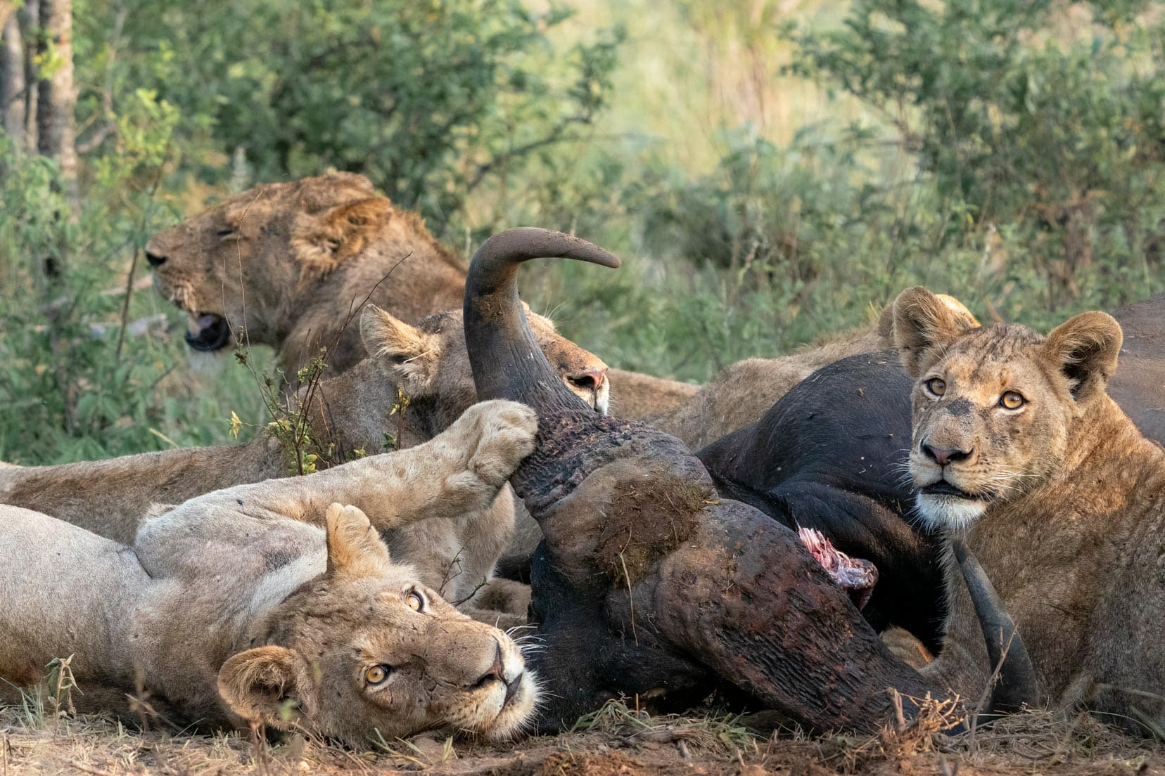 lions lying around a dead buffalo during a meal