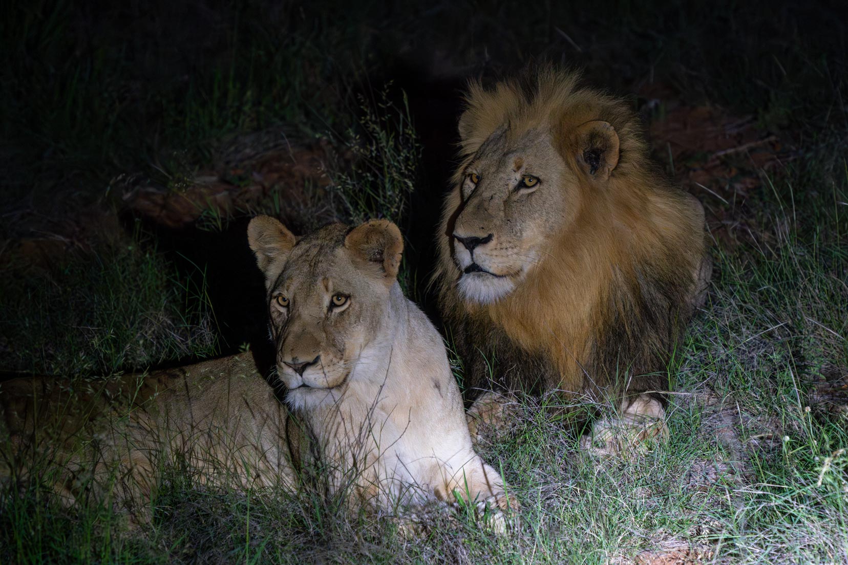 male-and-female-lion-spotlighted-during-a night-safari-