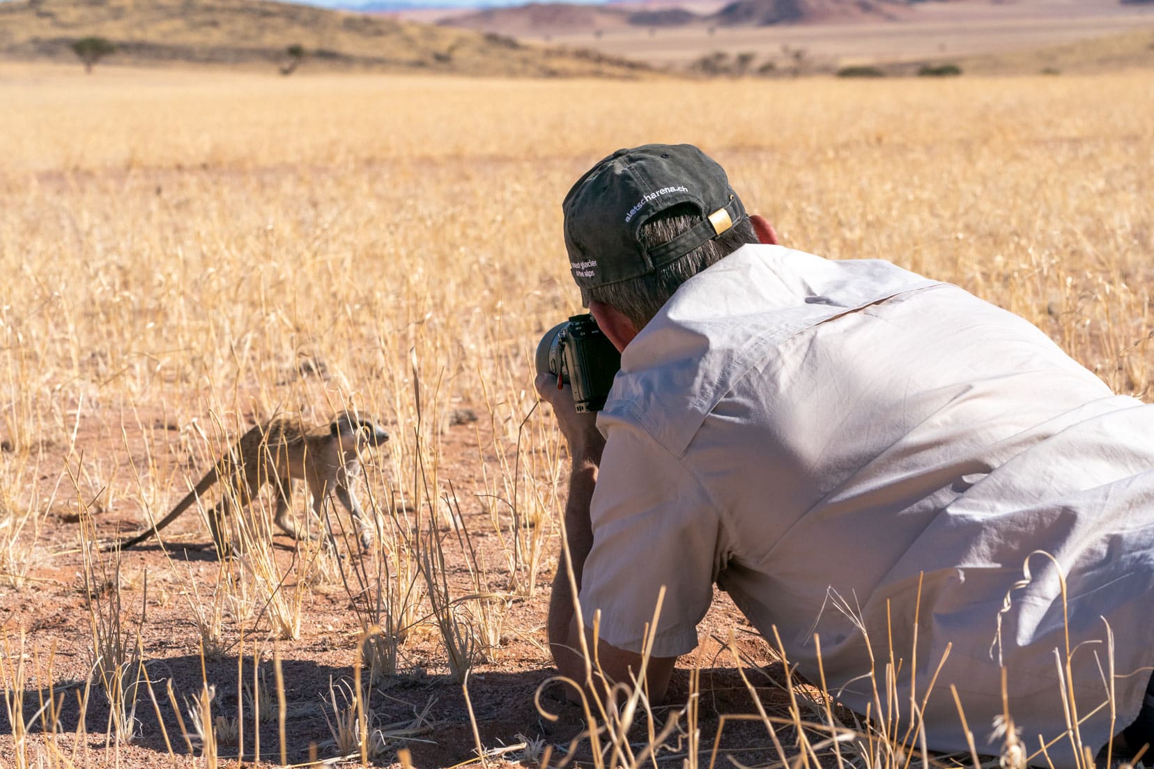 meerkat-being-photographed-at-ground-level_