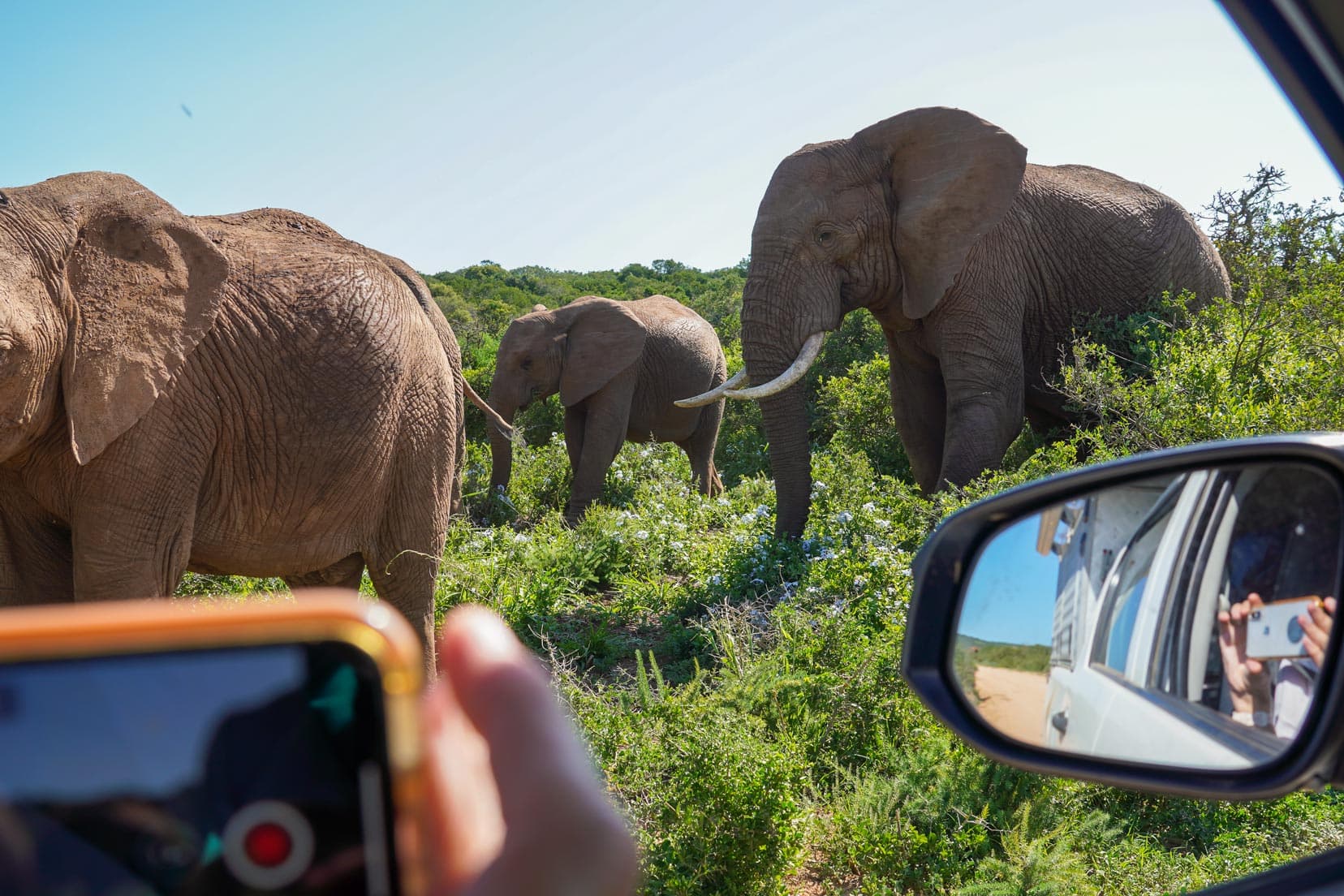 Elephants walking past car with a hand holding a mobile phone at the car window taking photos