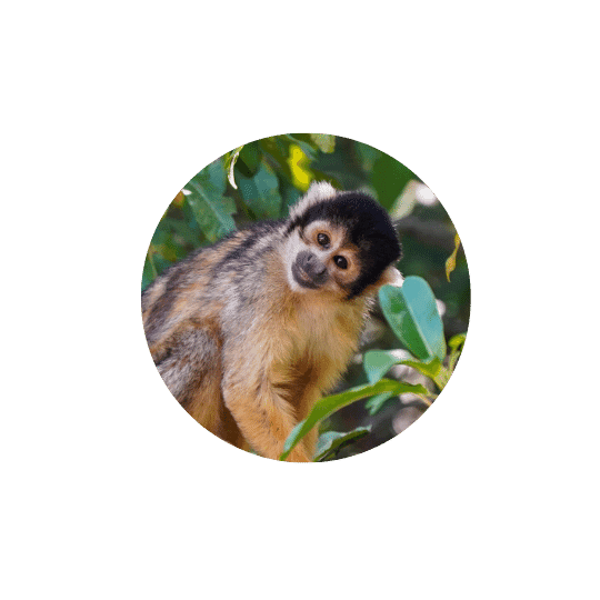 Monkeyland Plettenberg Bay Squirrel Monkey