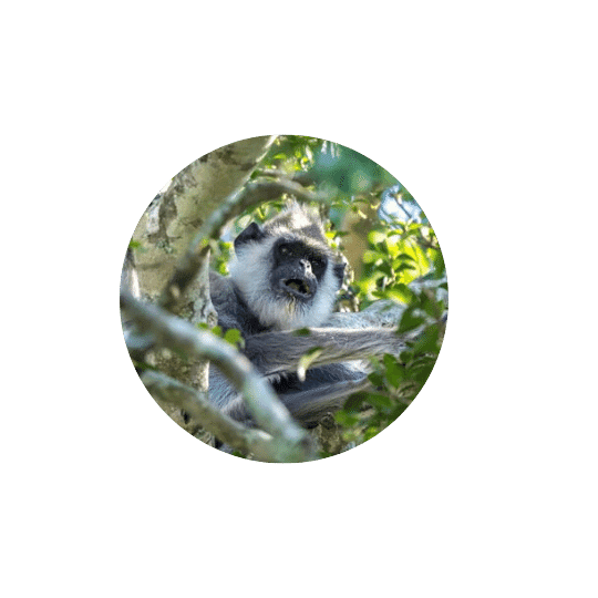 Monkeyland Plettenberg Bay Hanuman Langur