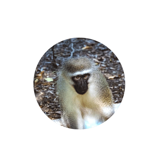 Monkeyland Plettenberg Bay Vervet Monkey