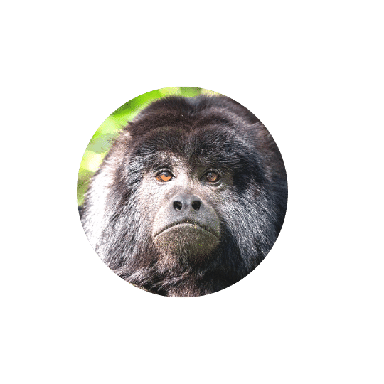 Monkeyland Plettenberg Bay Howler Monkey