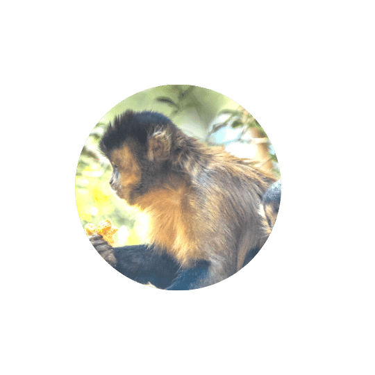 Monkeyland Plettenberg Bay Capuchin monkey