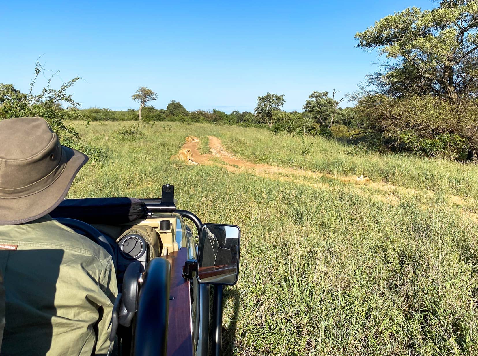 open-safari-vehicle-with-lions-in-front