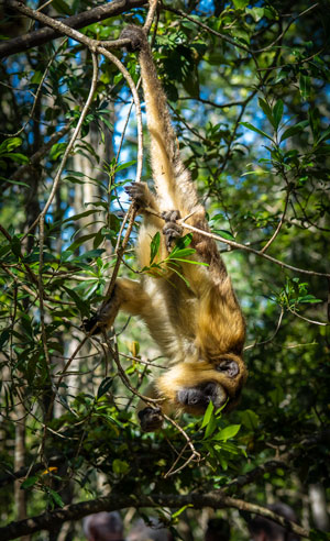 Howler monkey hanging upside down by its tail at Monkeyland